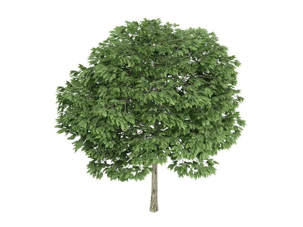Rowan or Sorbus — Stock Photo, Image