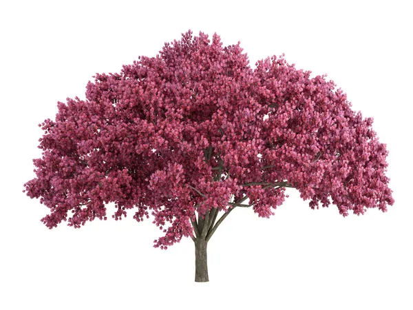 Вишневое дерево Лицензионные Стоковые Фото