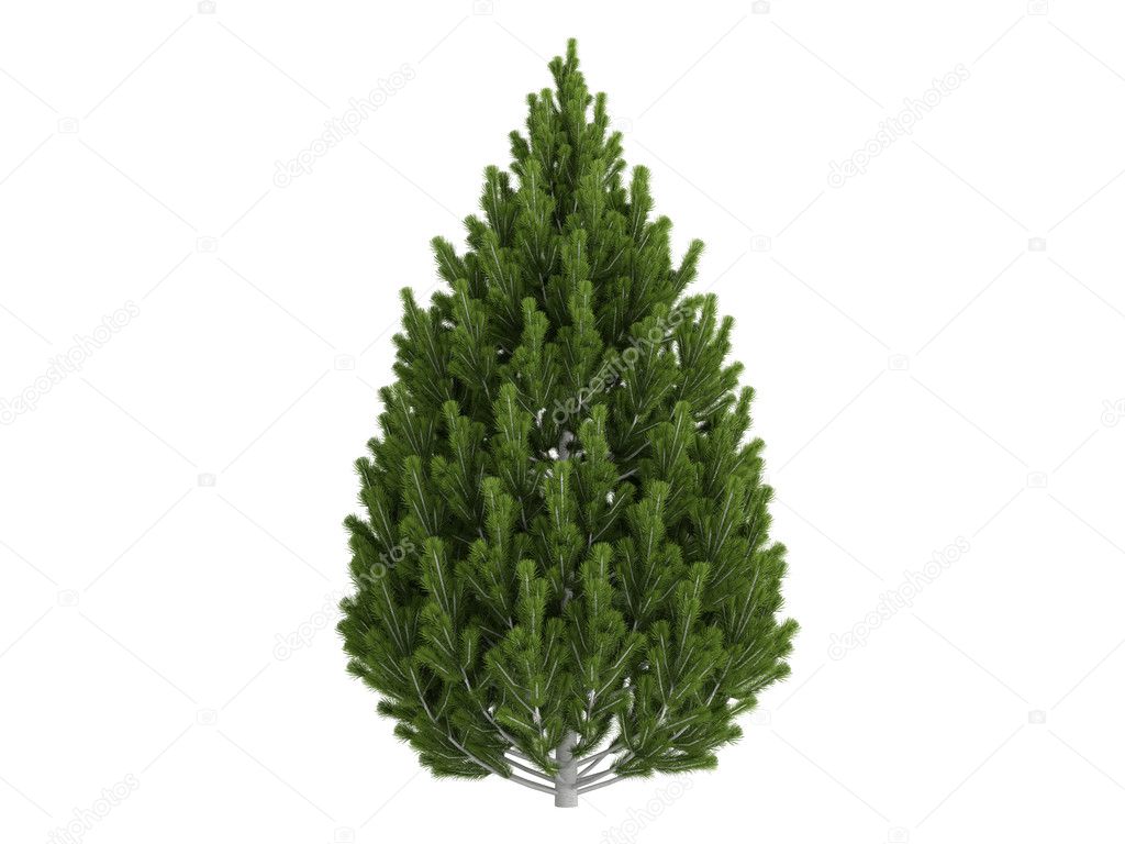 Pine or Pinus leucodermis