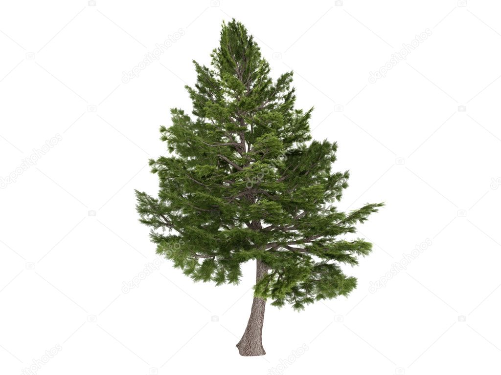 Cedar or Cedrus libani