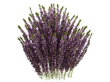 Heather veya calluna