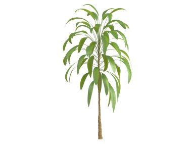 Broadleaved Palm Lily or Cordyline petiolaris clipart