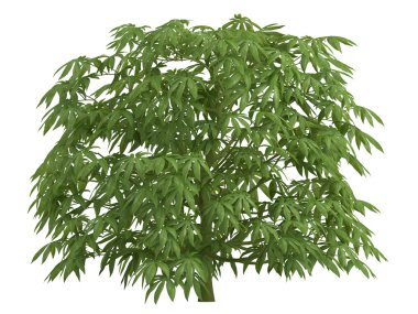 Fatsia clipart