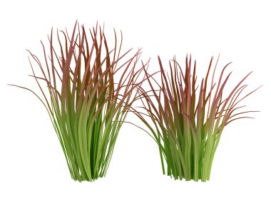 Imperata