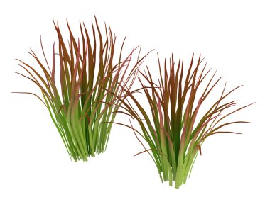 Imperata