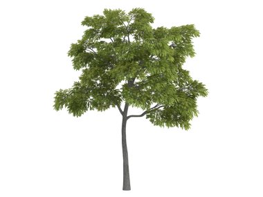 Black walnut or Juglans nigra clipart