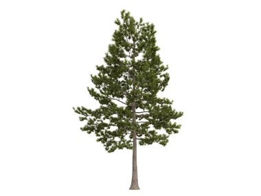 Loblolly pine or Pinus taeda clipart