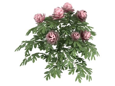 Peonia
