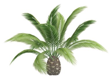 Canary date palm or Phoenix canariensis clipart