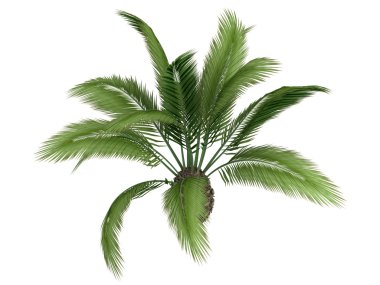 Kanarya hurma veya phoenix canariensis