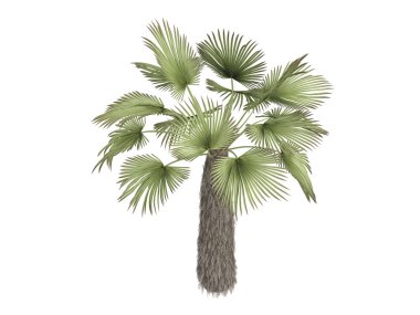 Kumaon palm or Trachycarpus takil clipart