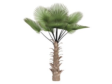 Windmill palm or Trachycarpus fortunei clipart