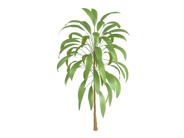 Soliterních palm lilie nebo cordyline petiolaris — Stock fotografie