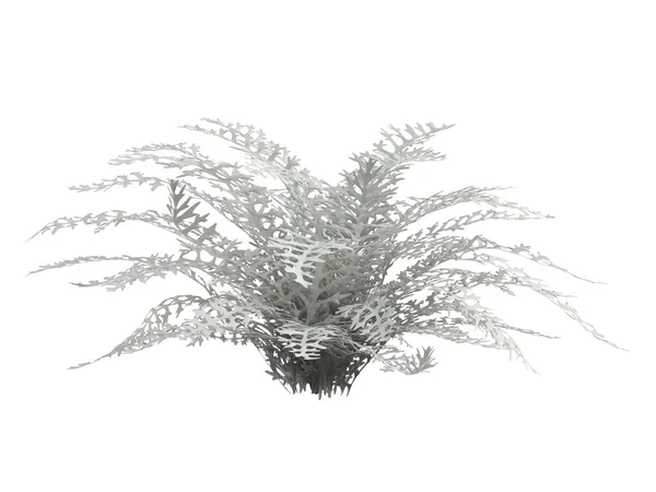 达斯丁 · 米勒或叶菊 — 图库照片