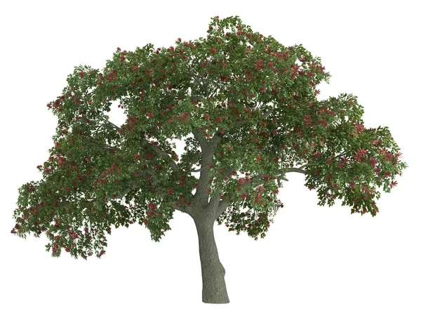 Coral дерево або Erythrina — стокове фото