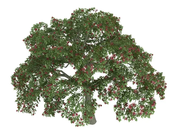 Coral tree lub erythrina — Zdjęcie stockowe
