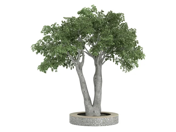 Ficus benjamina — Stock fotografie