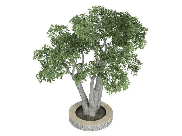 Ficus benjamina — Stock Photo, Image