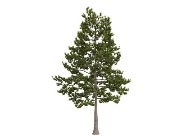 Pinheiro-lobo ou Pinus taeda — Fotografia de Stock