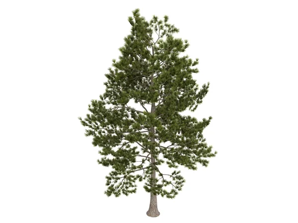 Pino Loblolly o Pinus taeda — Foto de Stock