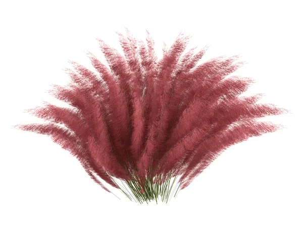 Hairawn muhly 또는 muhlenberga capillaris — 스톡 사진