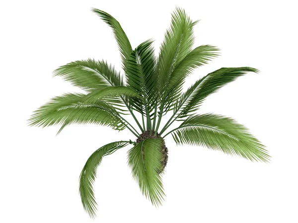 Canary palm or Phoenix canariensis — стоковое фото