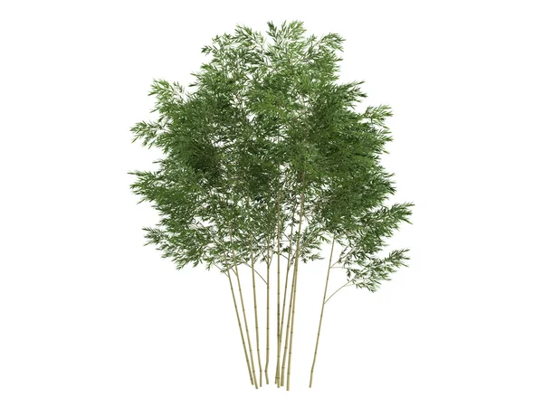 Gyllene fishpole bambu eller phyllostachys aurea — Stockfoto