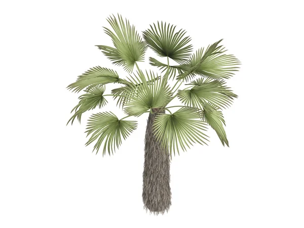 Palma Kumaon o Trachycarpus takil —  Fotos de Stock