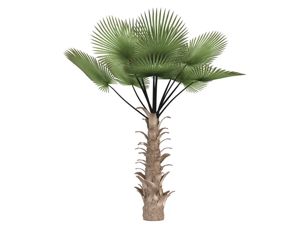 풍차 종 려 또는 trachycarpus fortunei — 스톡 사진