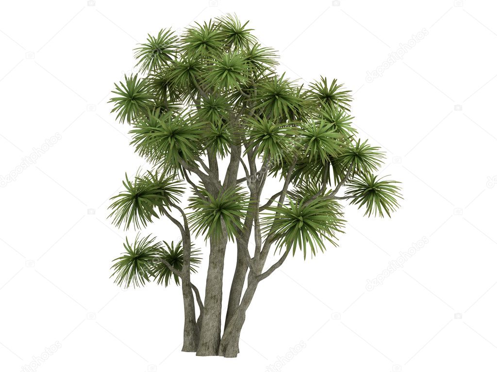 Cabbage Palm or Cordyline australis