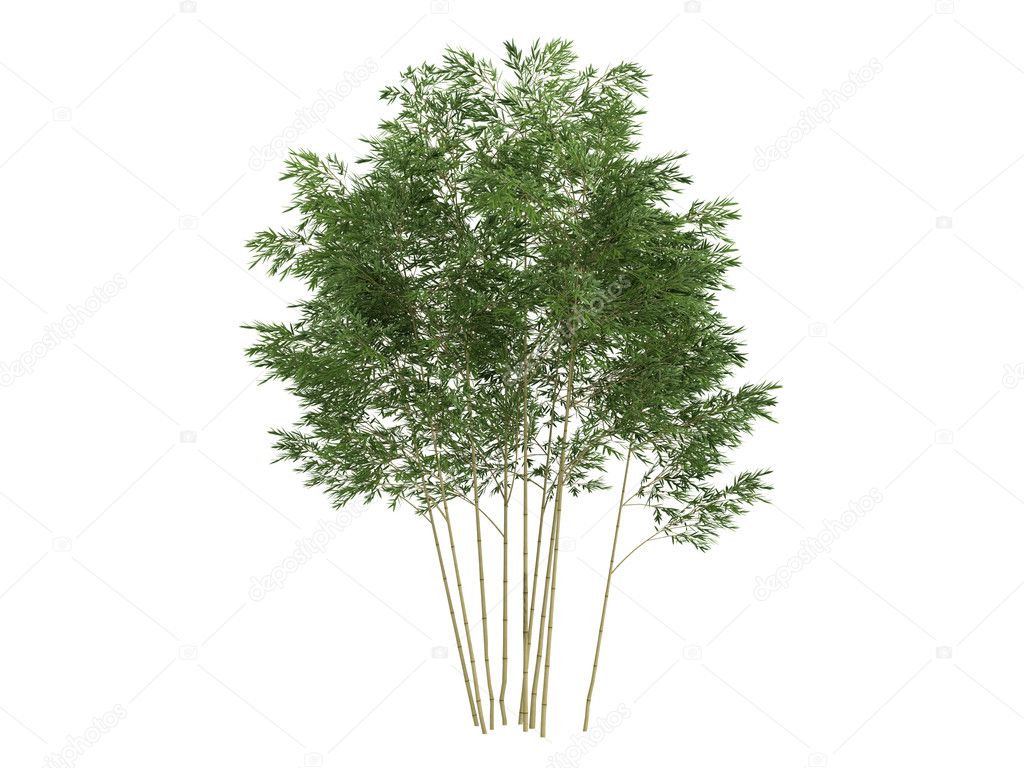Golden fishpole bamboo or Phyllostachys aurea
