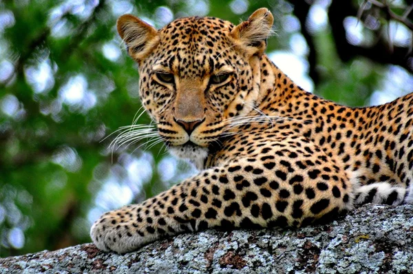 Leopardo Imagen de stock