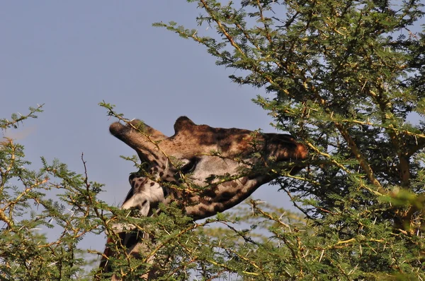 Jirafa en Tanzania — Foto de Stock