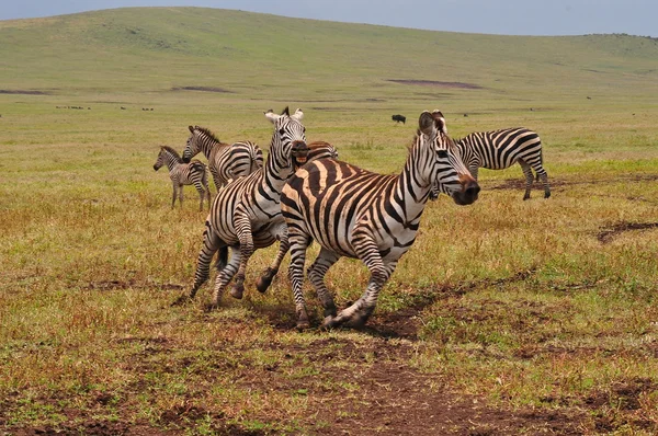 Lopende zebra — Stockfoto