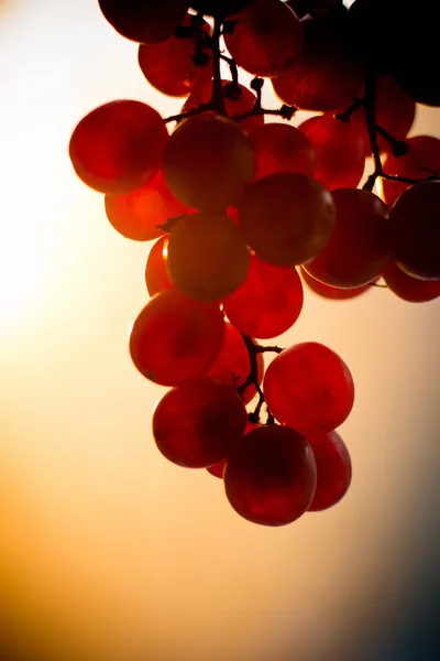 석양 포도 과일 들 — 스톡 사진