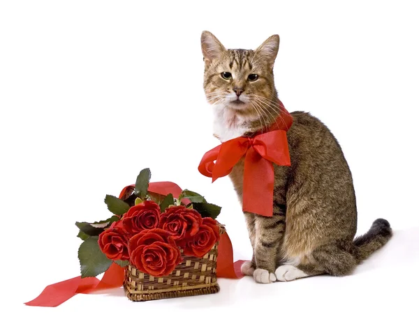 Cat and rose basket — Stock Photo, Image