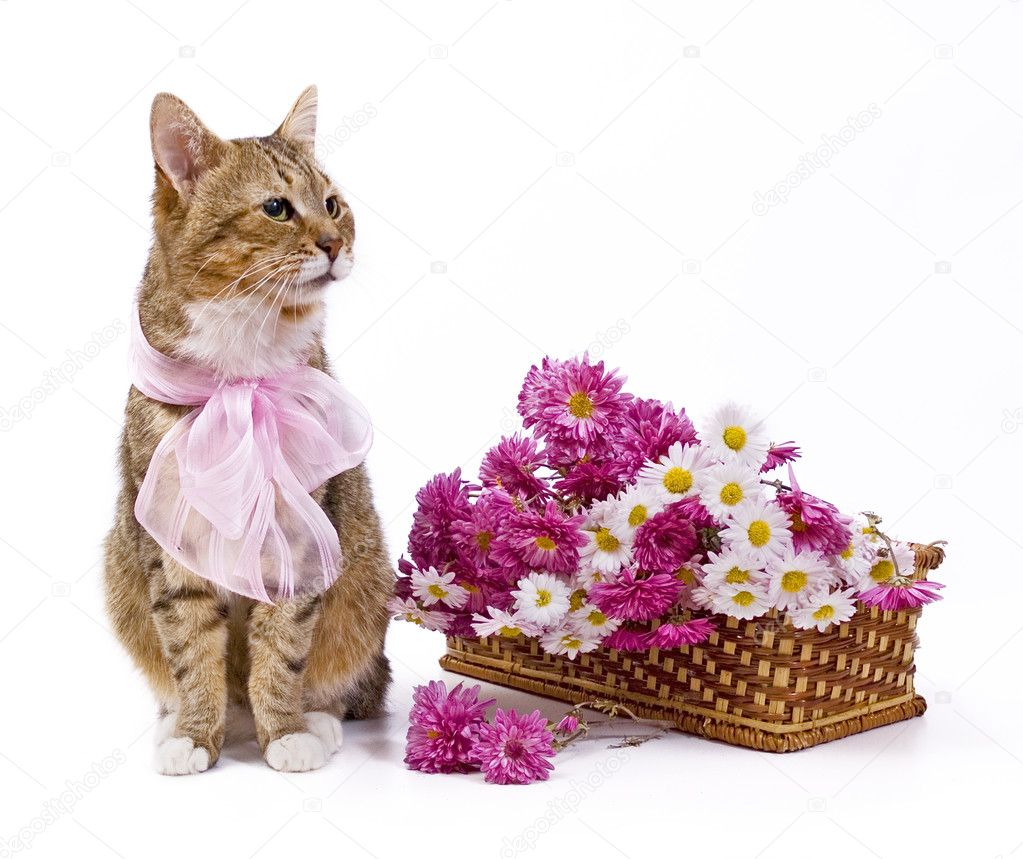 cat flower basket