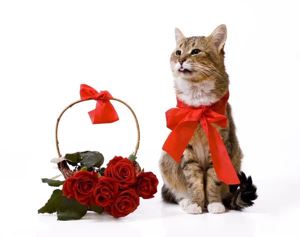 Cat near rose basket — Stock Photo, Image