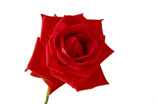 stock image Red rose