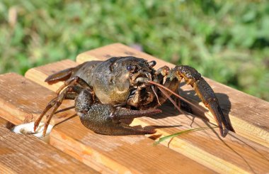 Crayfish astacus, live crayfish and large close-up clipart