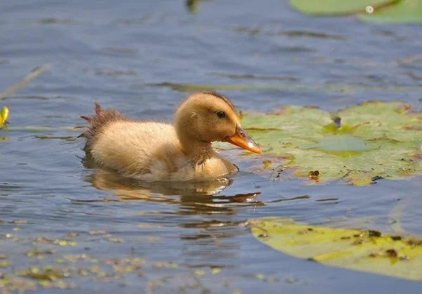 Yüzen küçük sarı ördek yavrusu. — Stok fotoğraf
