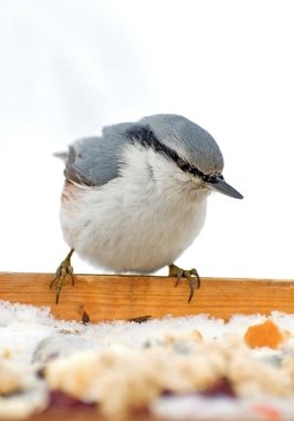 Sitta europaea. Bird sitting on the feeder close. clipart