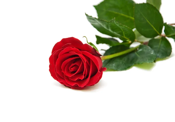 Rød rose nær hvit bakgrunn – stockfoto