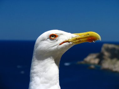 sea gull başkanı