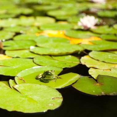 Lotus yaprağı üzerinde oturan kurbağa