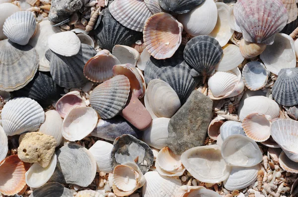 stock image Seashell