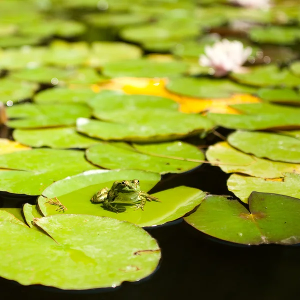 stock image Frog sitting on lotus leaves