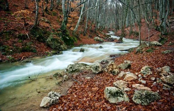 Woodland river stream — Stock Photo, Image