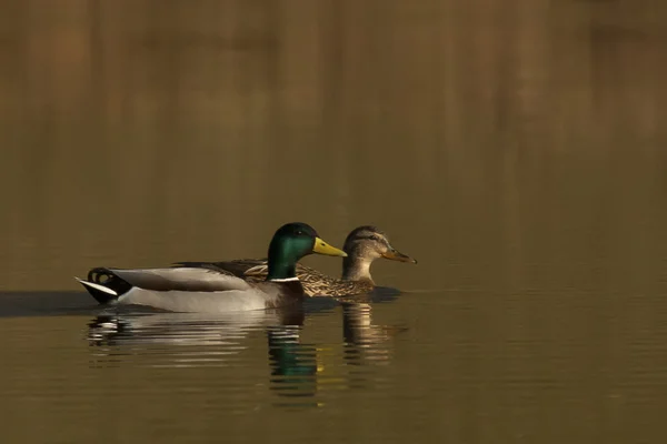 erkek kadın çift sakin su birikintisi içinde yüzmeye yeşilbaş ördekler