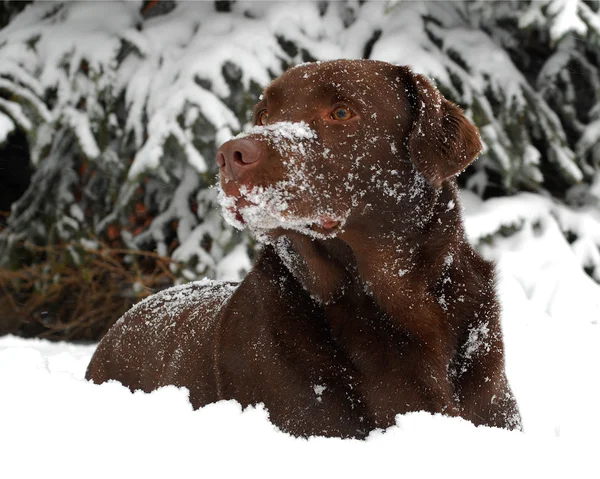 Σοκολάτα labrador retriever σε σκηνή χιόνι Εικόνα Αρχείου